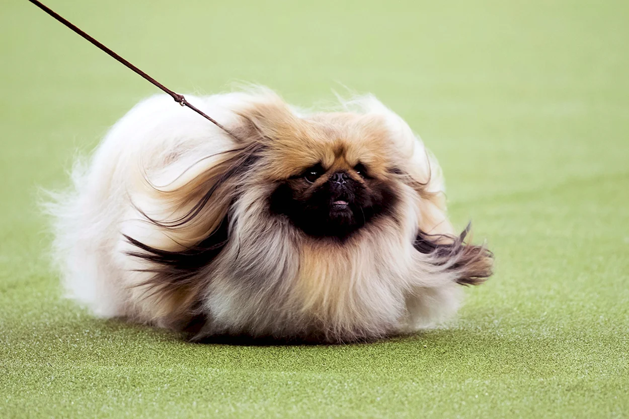 Порода собак Королевский Пекинес. Красивое животное