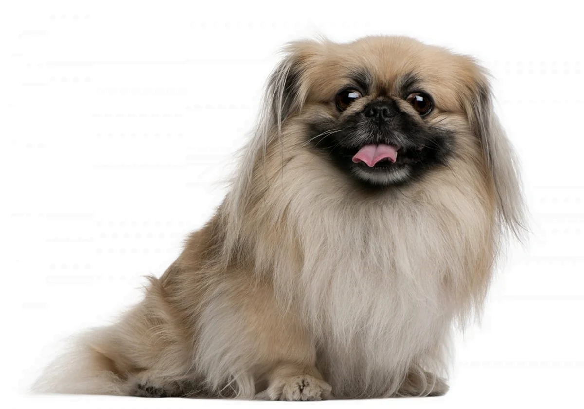 Порода собак Пекинес. Красивое животное