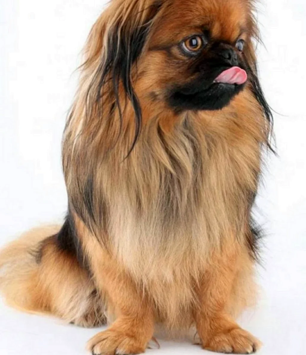 Порода собак Пекинес. Красивое животное