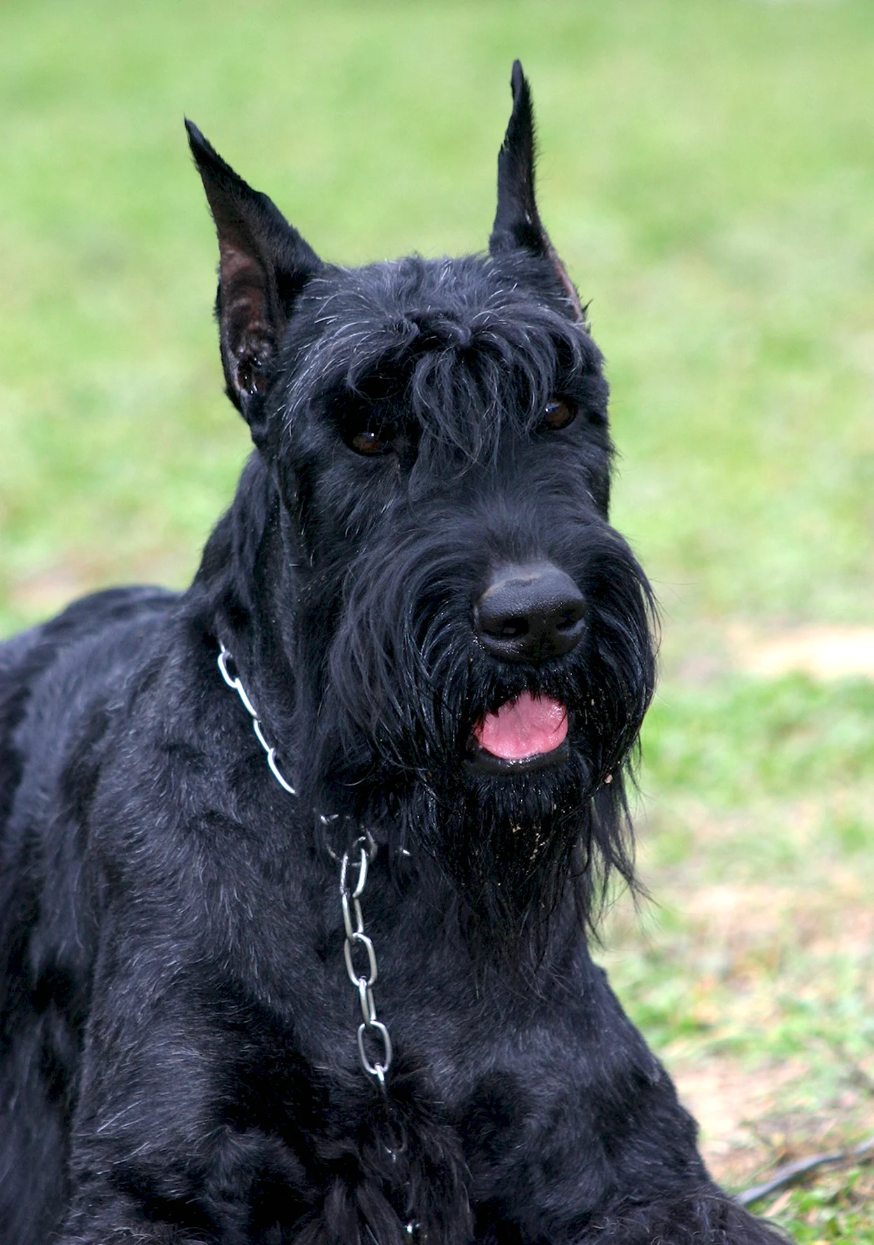 Порода собак Ризеншнауцер. Красивое животное