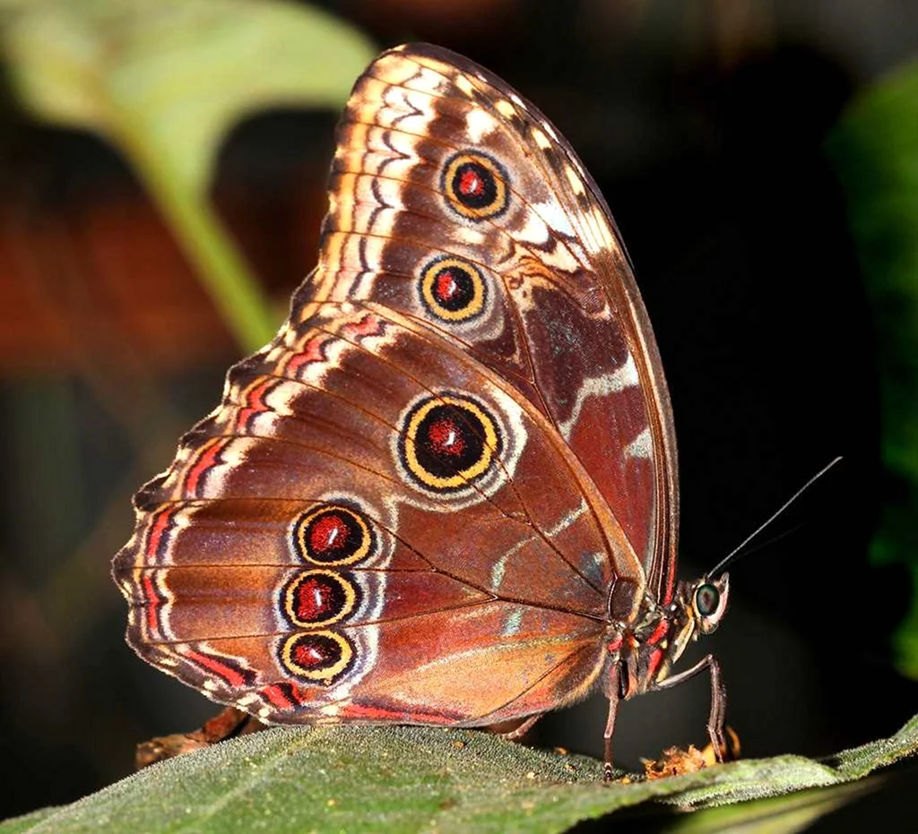 Породистые бабочки самые редкие и красивые. Красивое животное