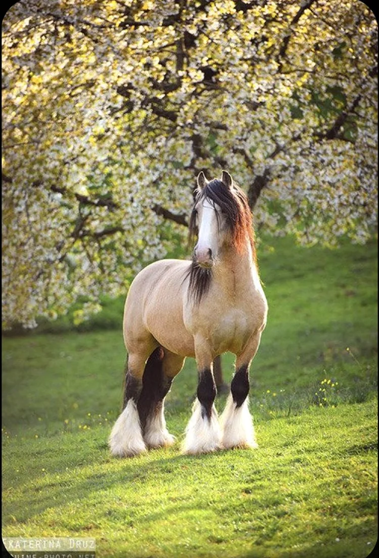 Породы лошадей Клейдесдаль. Красивое животное