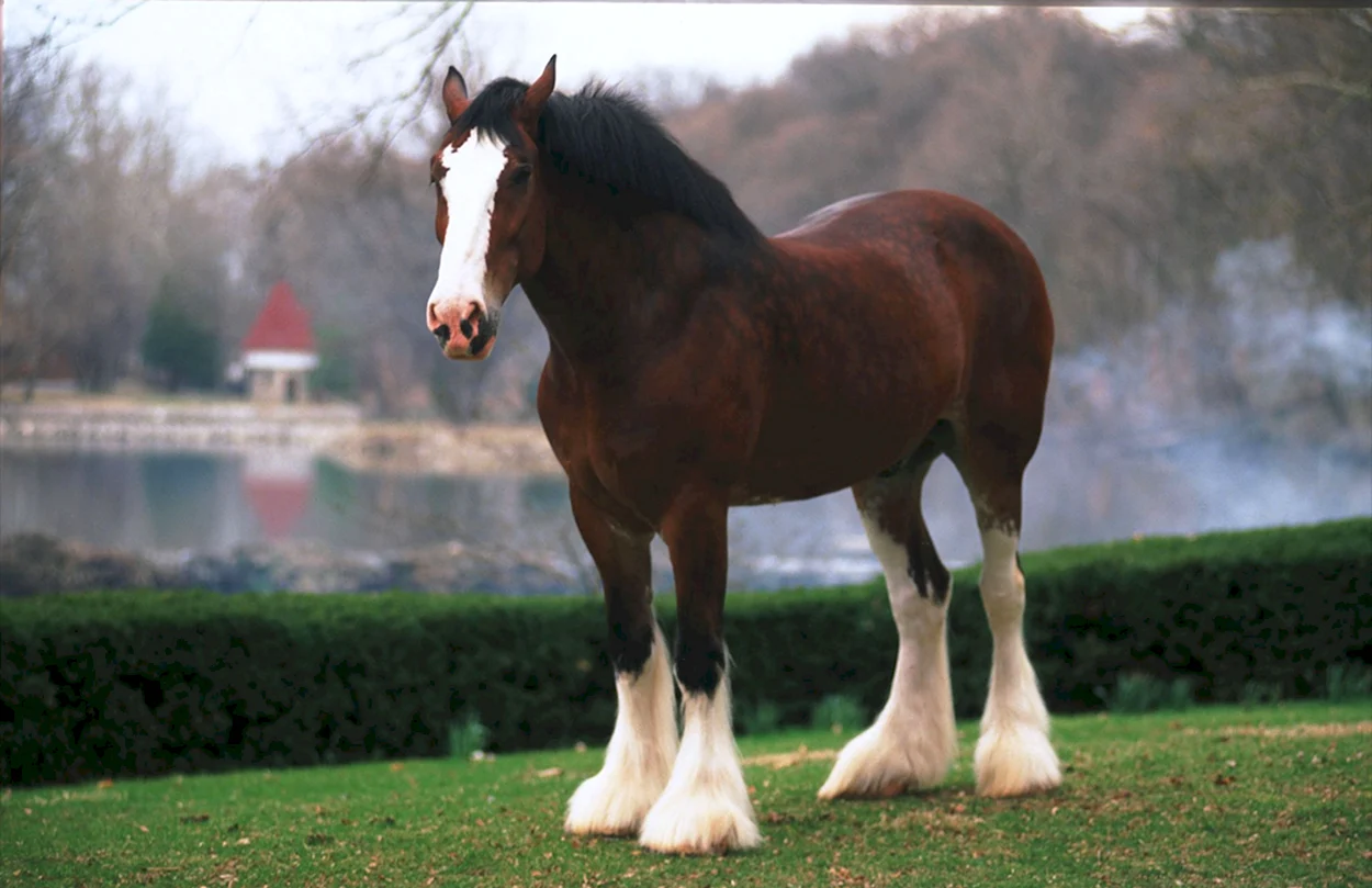 Породы лошадей Клейдесдаль. Красивое животное