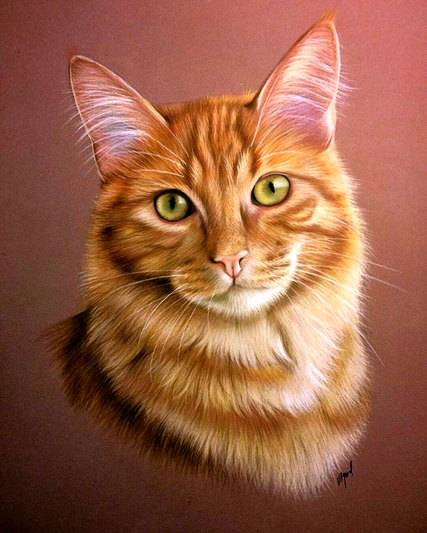 Портрет кошки. Красивые картинки животных