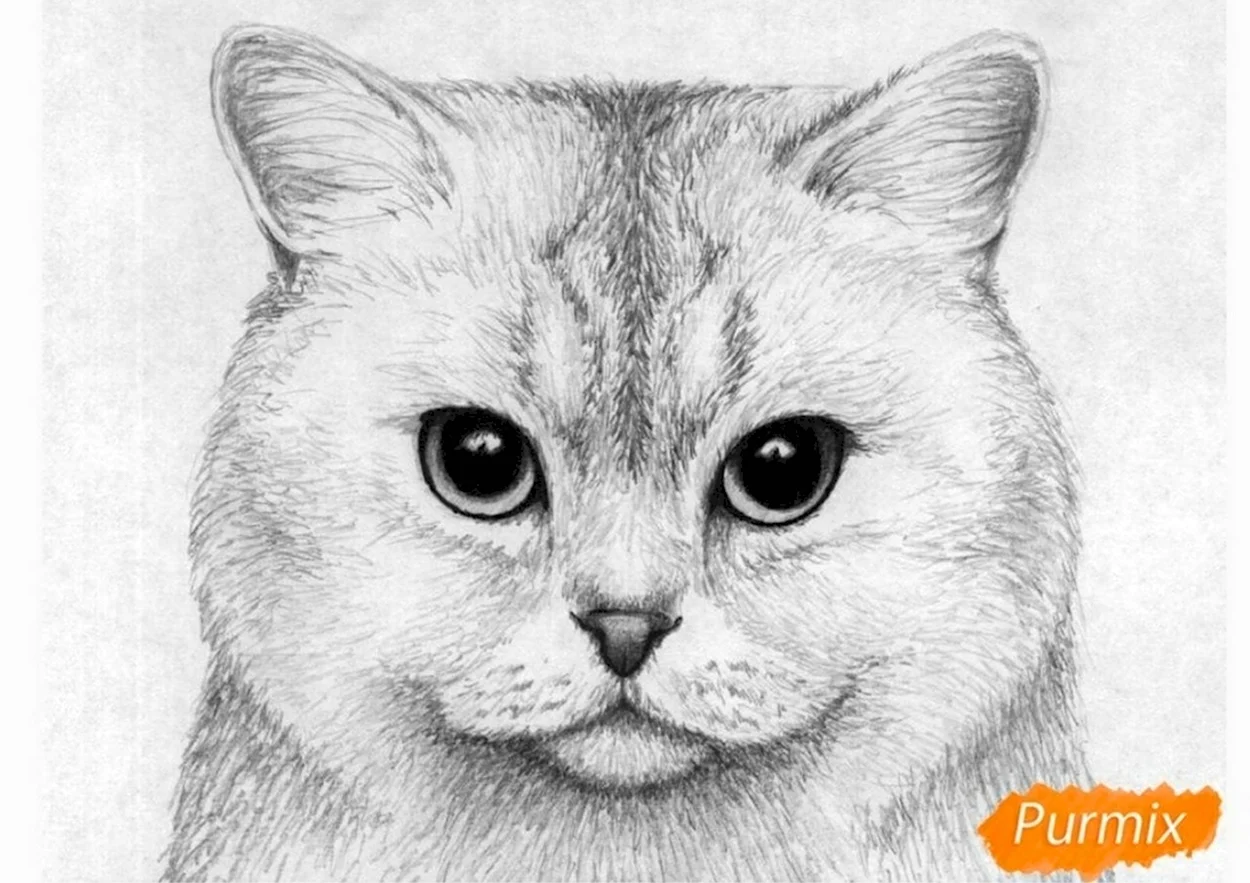 Портрет кошки карандашом. Красивое животное
