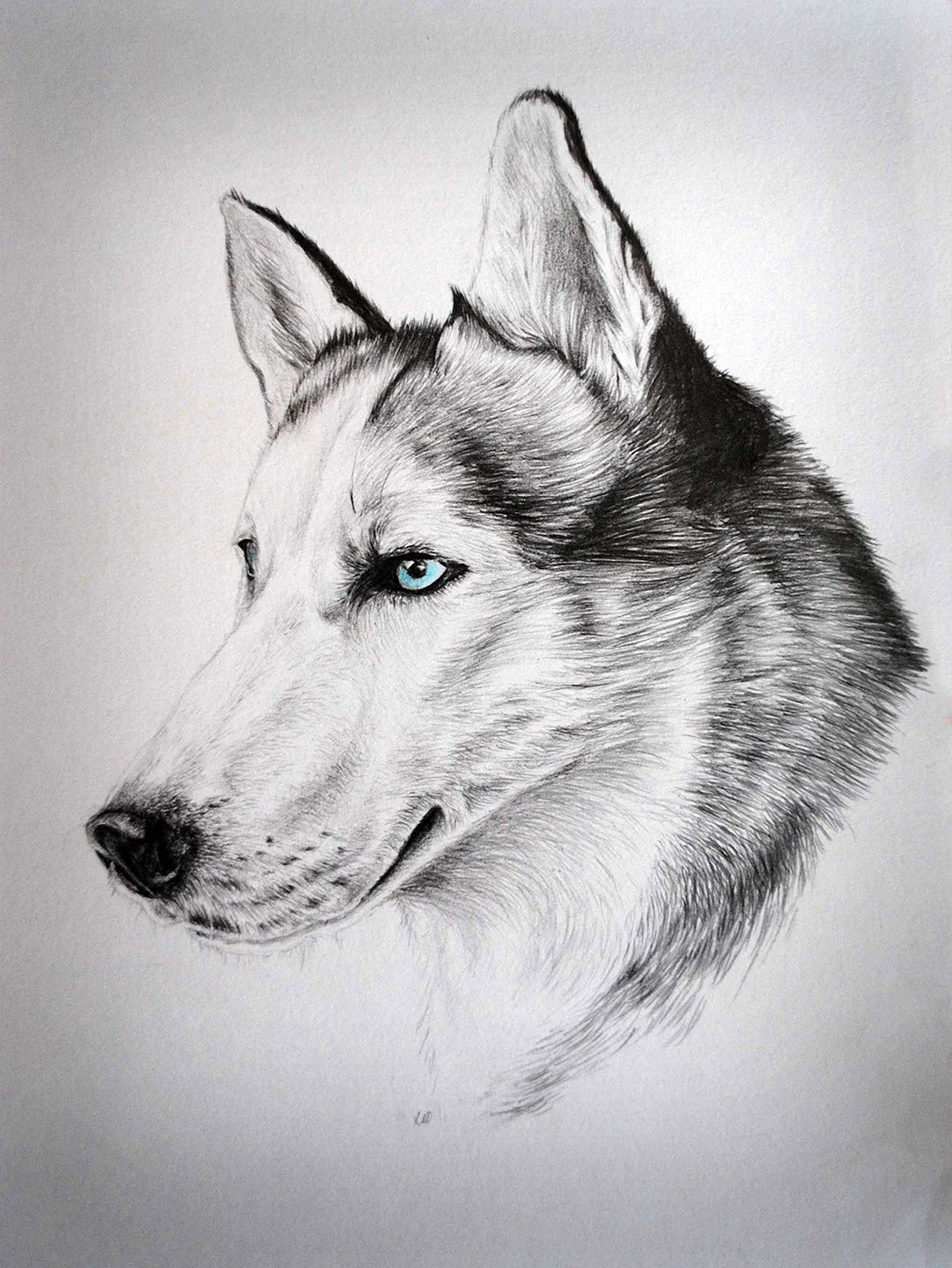 Портрет собаки карандашом. Для срисовки