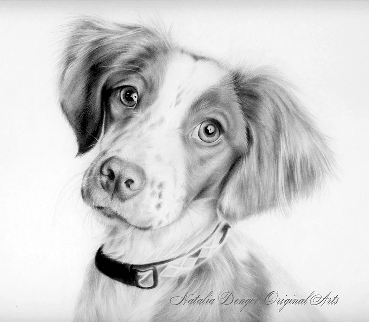 Портрет собаки карандашом. Красивое животное