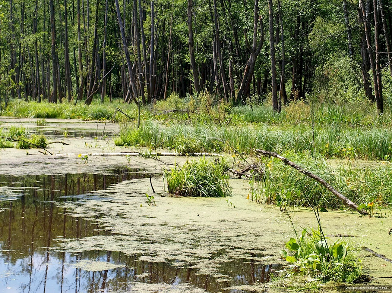 Порзоловское болото. Картинка