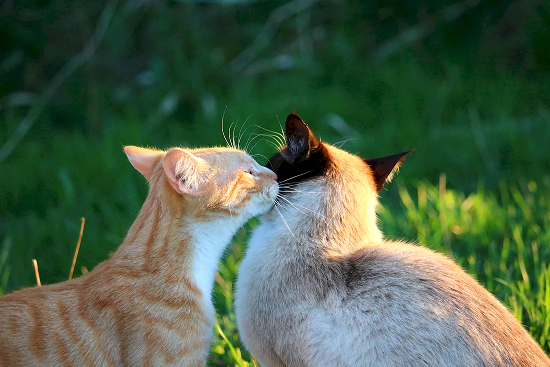 Поцелуй кошек. Красивые картинки животных