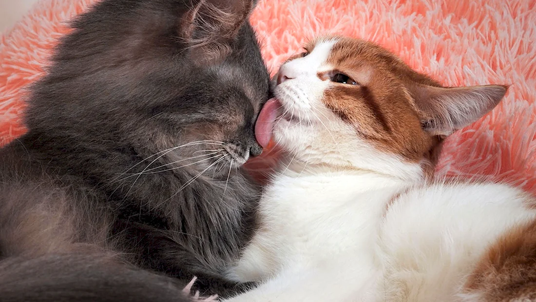 Поцелуй котика. Красивые картинки животных