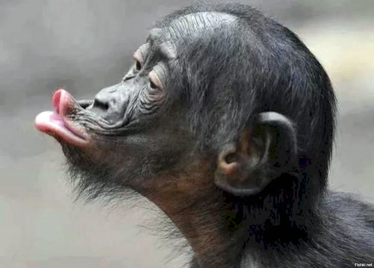 Поцелуй шимпанзе. Красивое животное