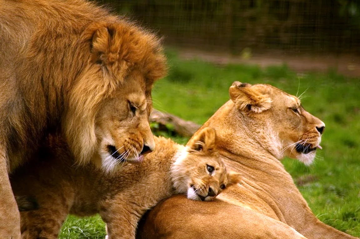 Прайд Львов семья. Красивое животное