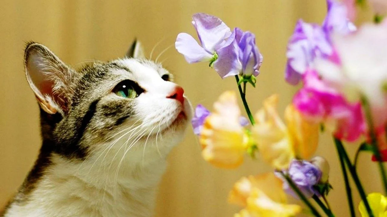 Праздник весны и кошек. Поздравление