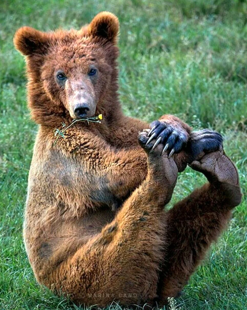 Прикольный медведь. Красивое животное
