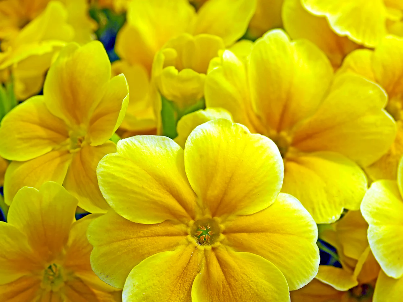 Primrose Yellow цвет. Красивая картинка