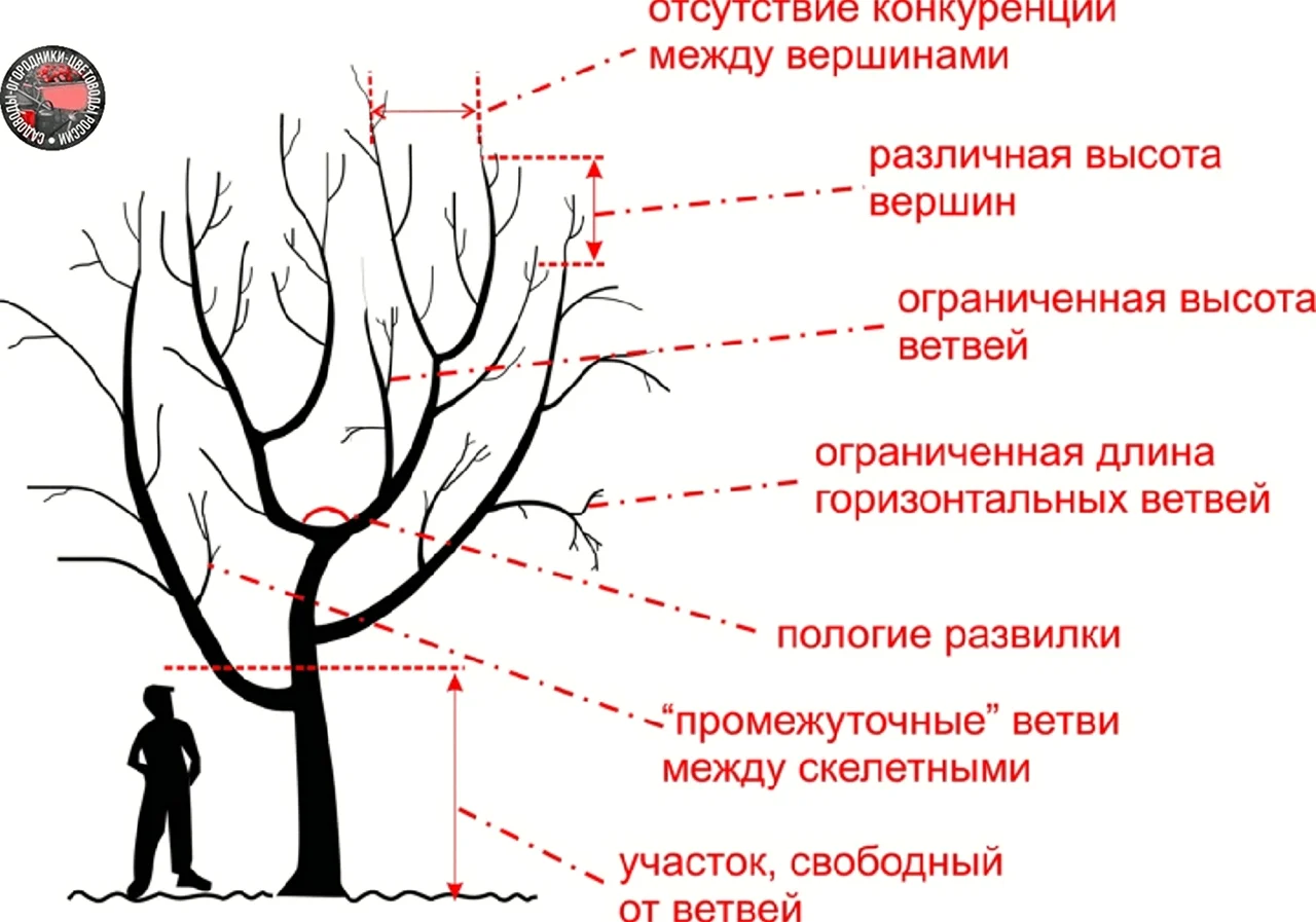 Принципы обрезки плодовых деревьев схема. Картинка