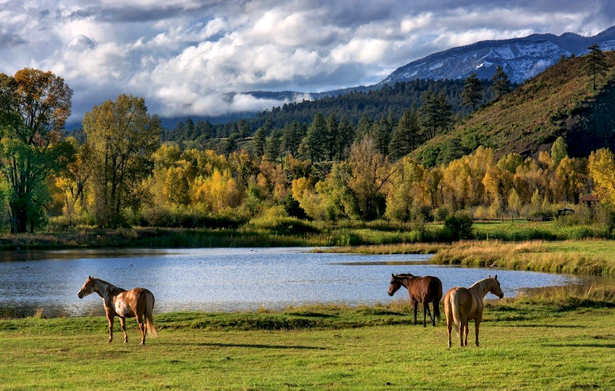 Природа Башкортостана и кони. Красивое животное