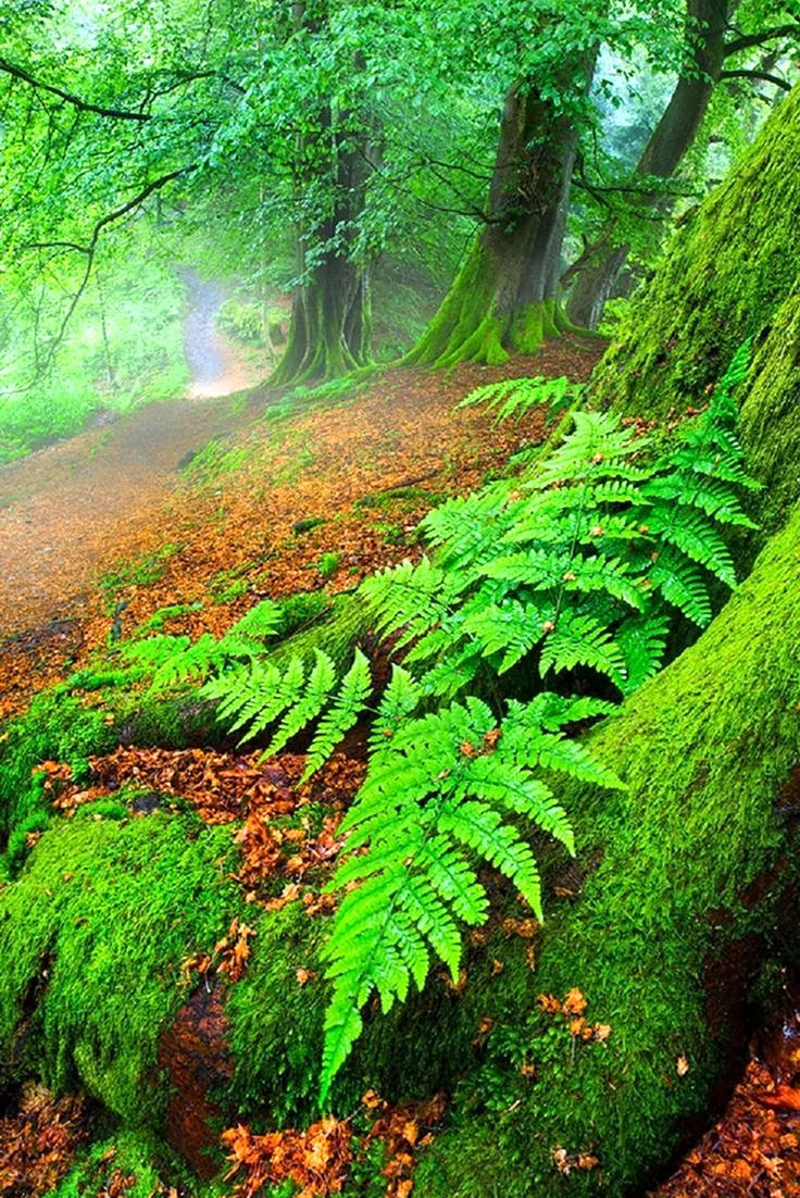 Природа лес. Красивая картинка