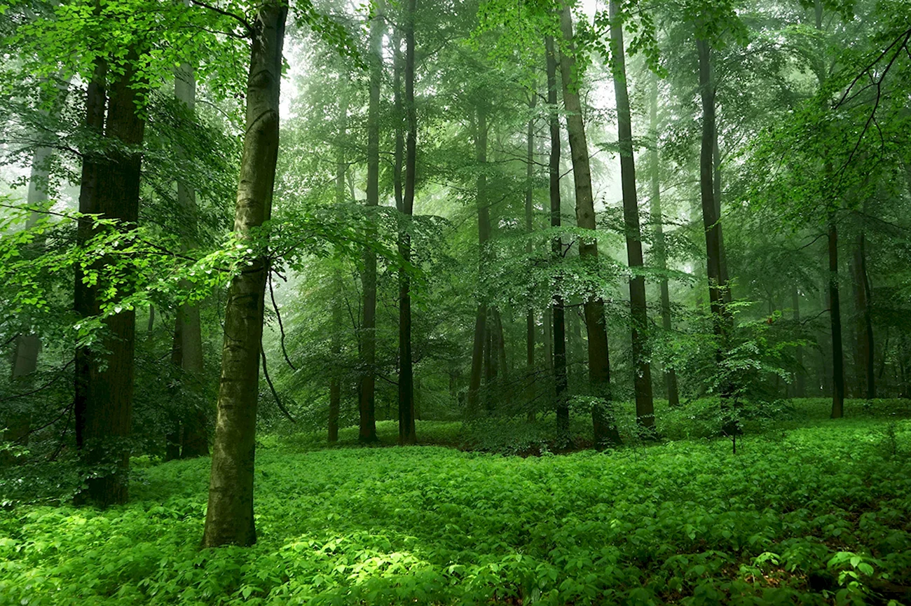 Природа лес. Красивая картинка