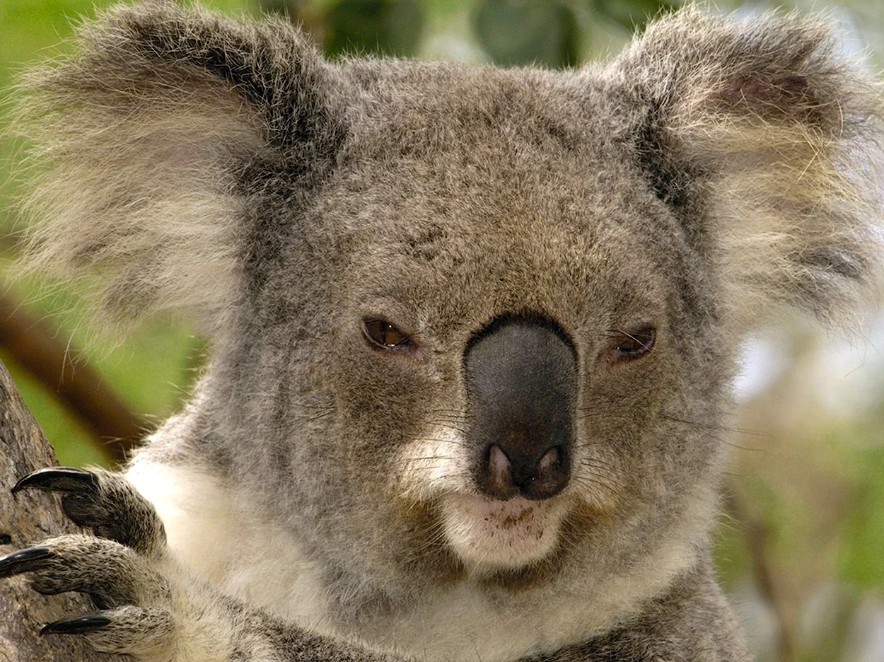 Про коалу Ушастика. Красивое животное