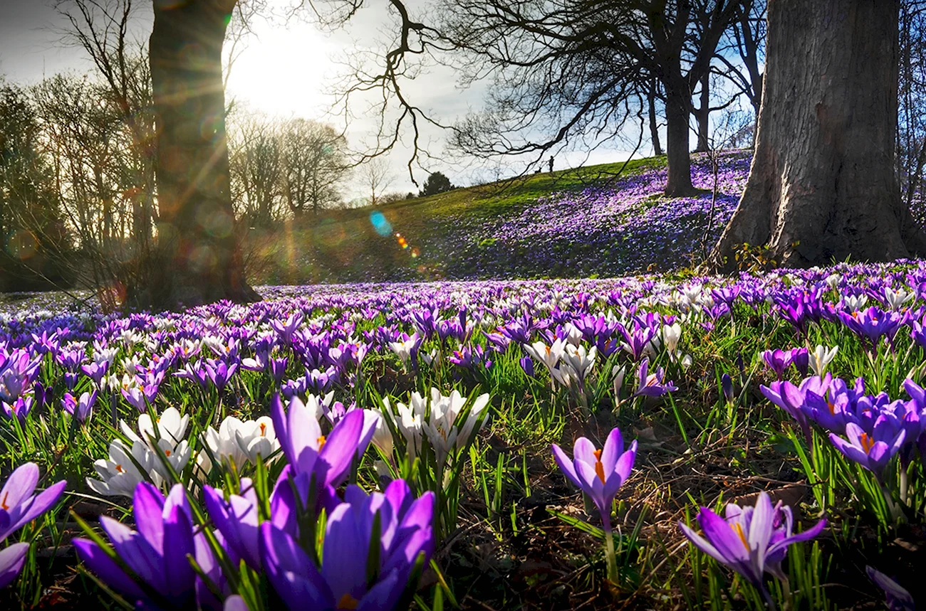 Пролески Весна Великобритания. Красивая картинка