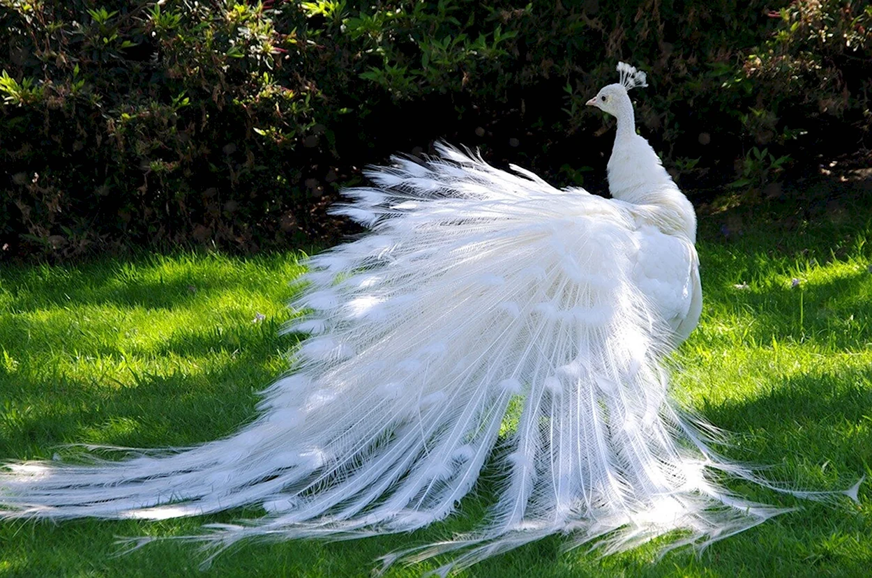 Птица Павлин белый. Красивое животное