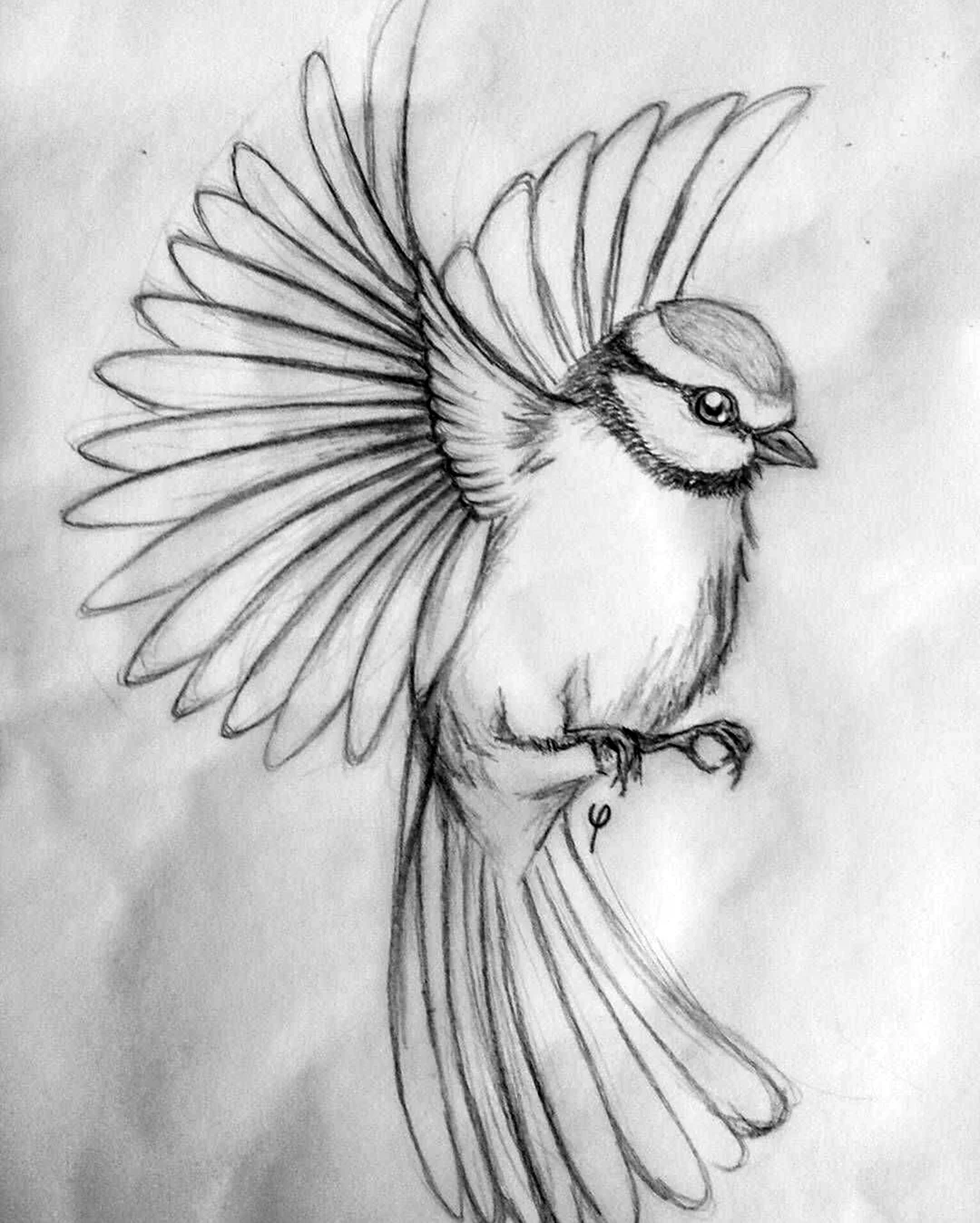 Птица рисунок. Для срисовки