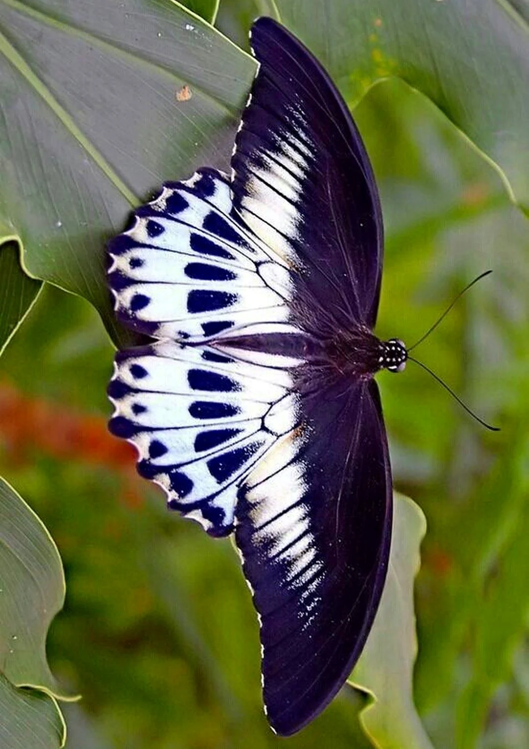 Птицекрылка бабочка. Красивое животное