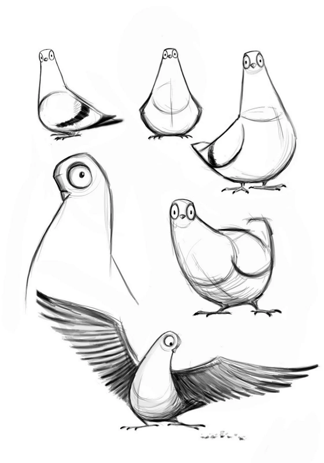Птицы карандашом для срисовки. Для срисовки