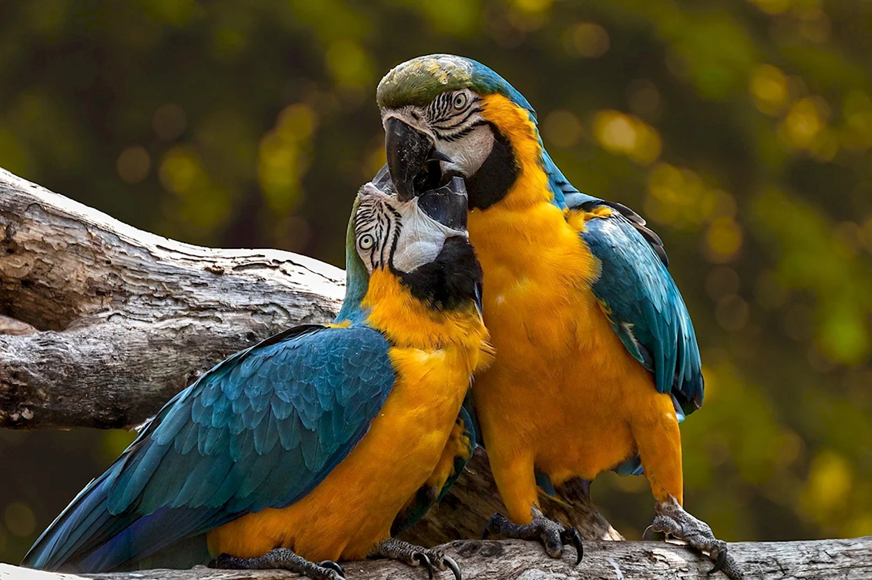 Птицы попугаи ара. Красивое животное