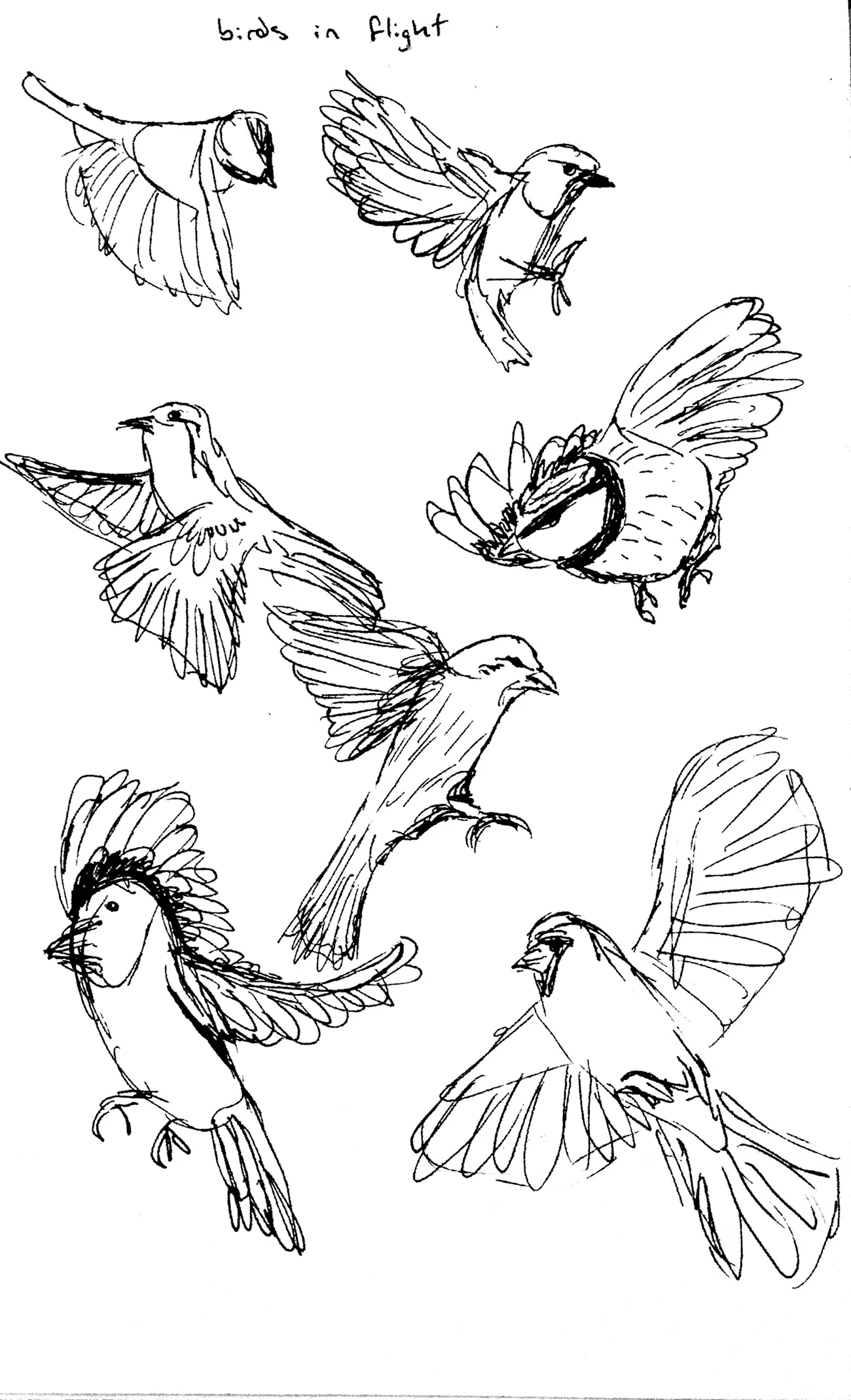 Птицы в разных ракурсах. Для срисовки