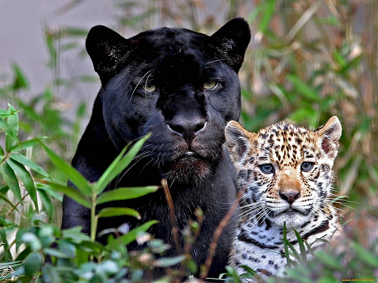 Пума Ягуар леопард пантера. Красивая картинка