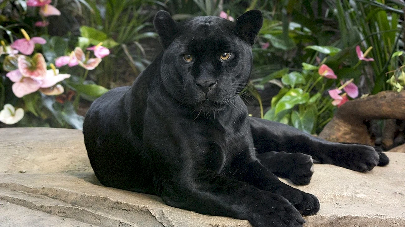 Пума Ягуар пантера. Картинка