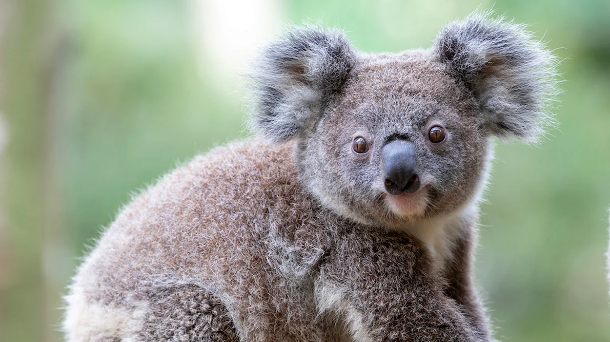Пушистая коала. Красивое животное