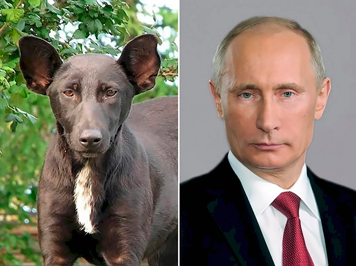 Путин похож на собаку. Красивое животное