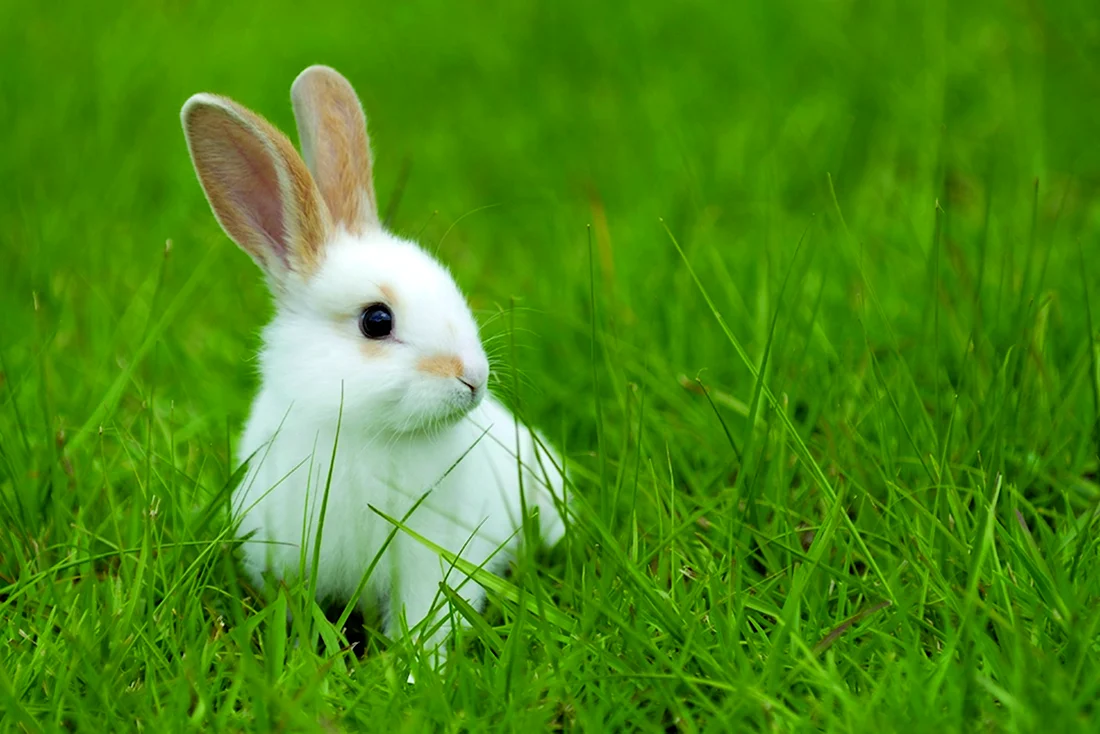 Rabbit what Sound it produces. Красивые картинки животных