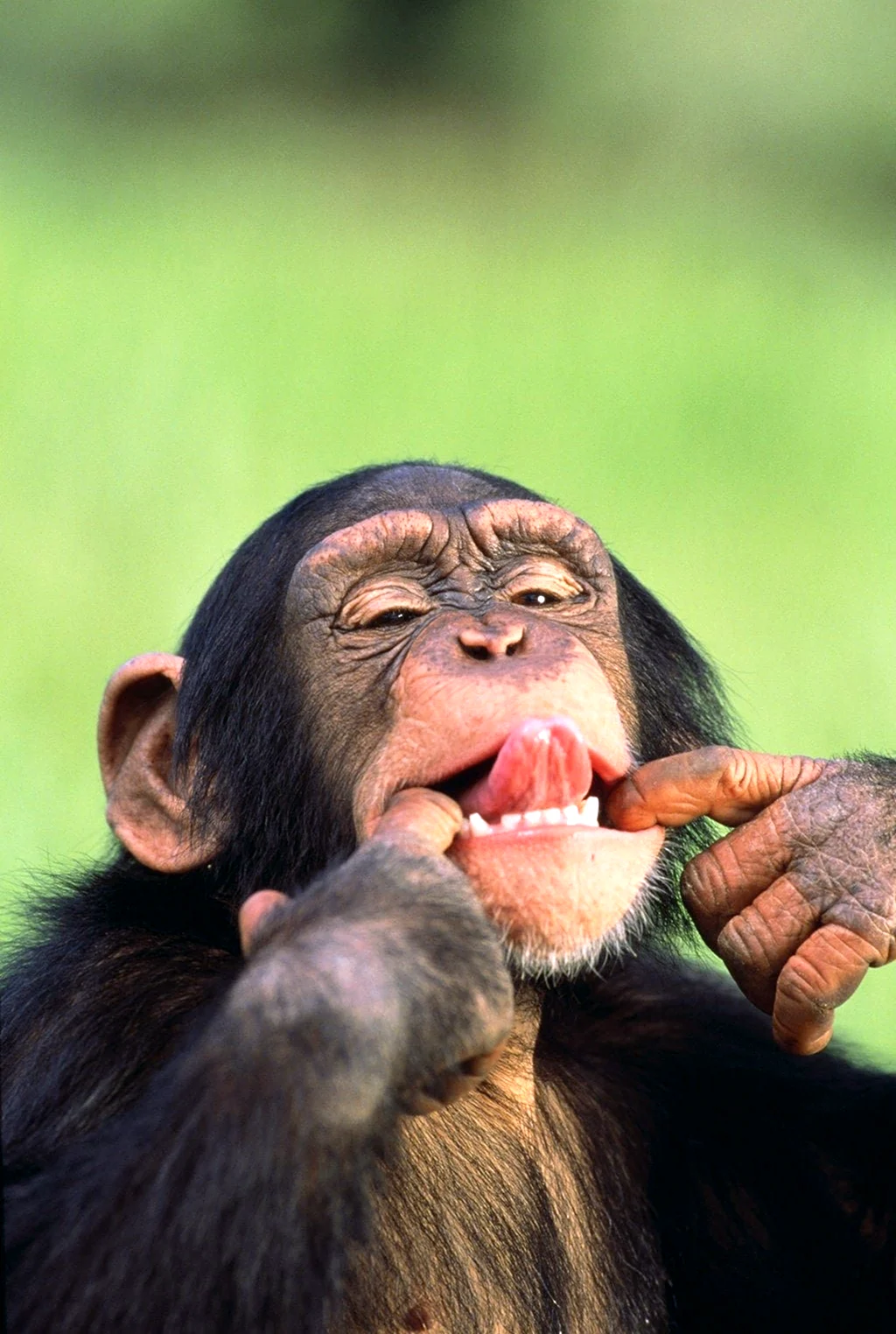 Радостная обезьянка. Красивое животное