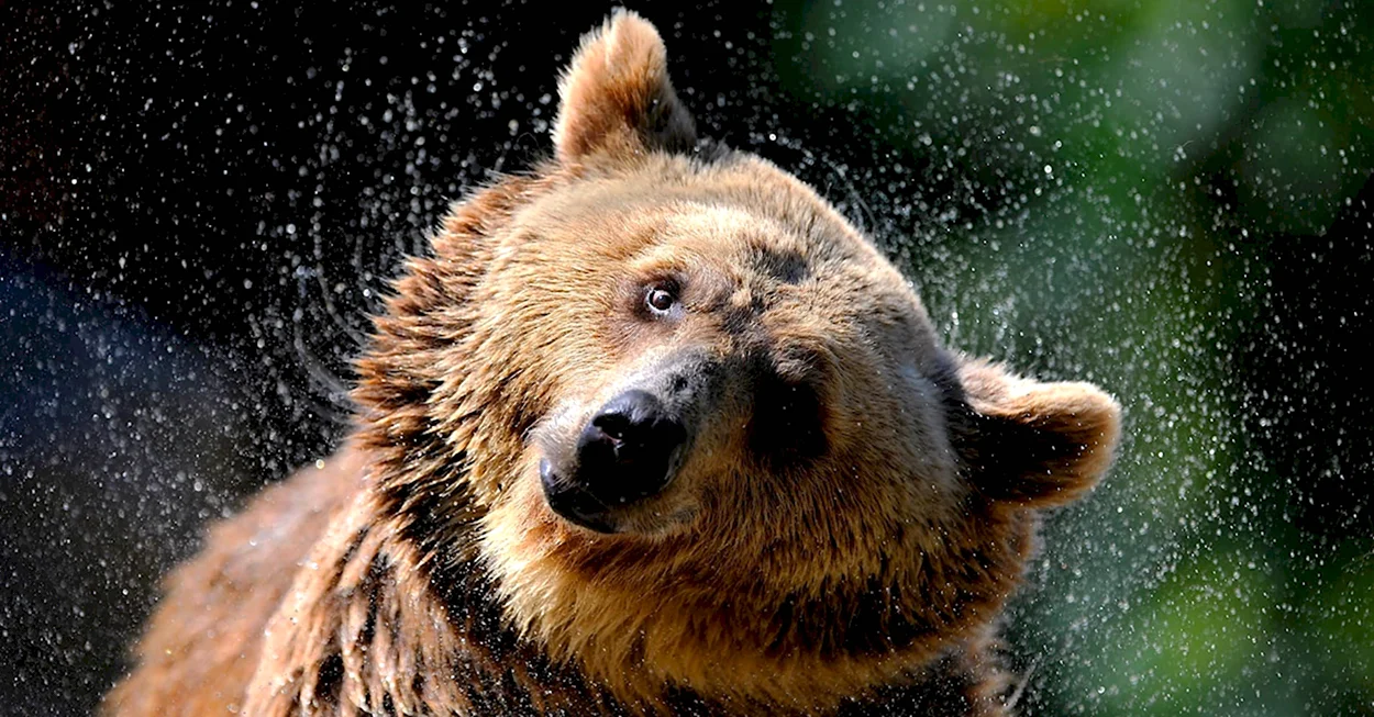 Радостный медведь. Красивое животное
