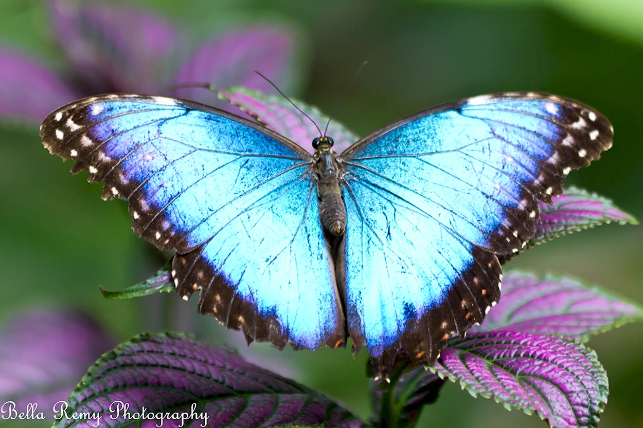 Радужная голубая бабочка. Красивое животное
