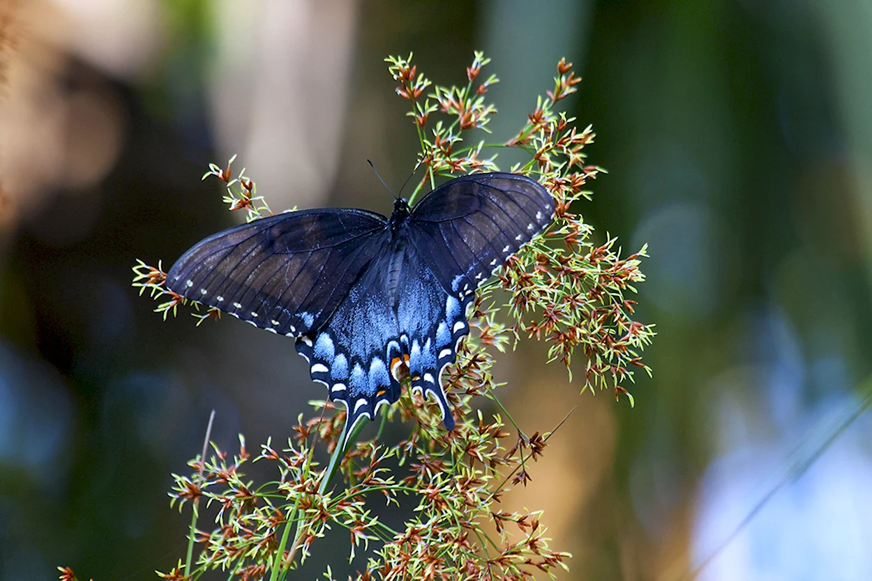 Радужная голубая бабочка Махаон. Красивое животное