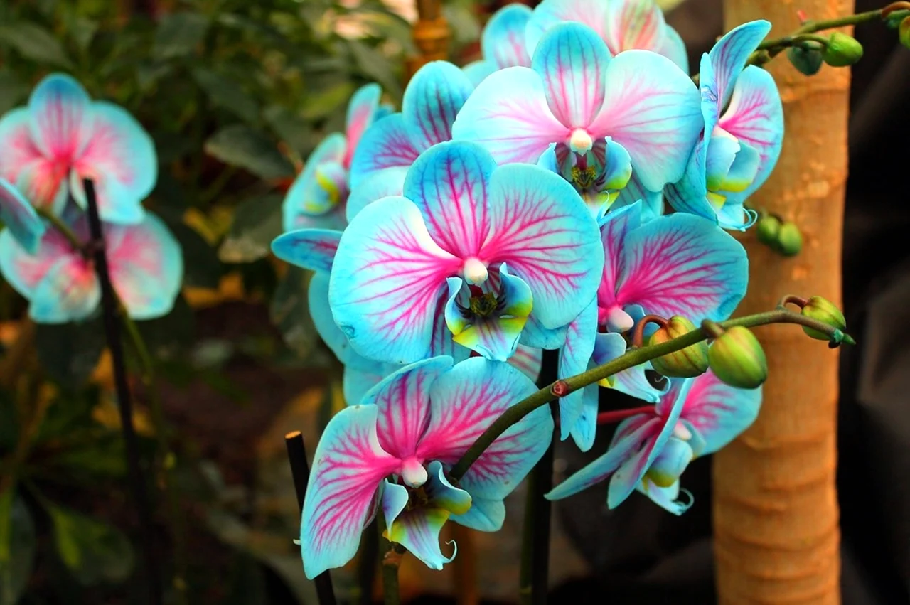 Радужная Орхидея фаленопсис. Красивая картинка