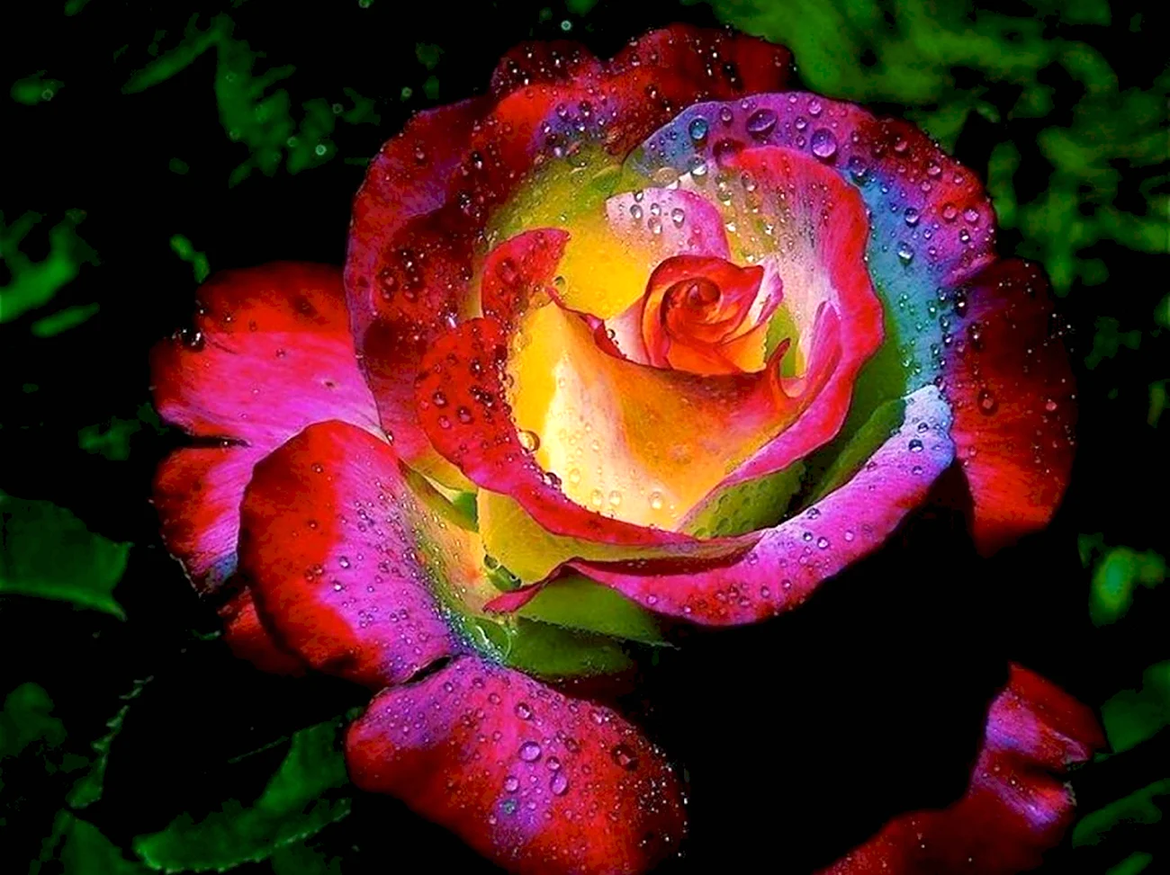 Радужные розы Пушкино. Красивая картинка