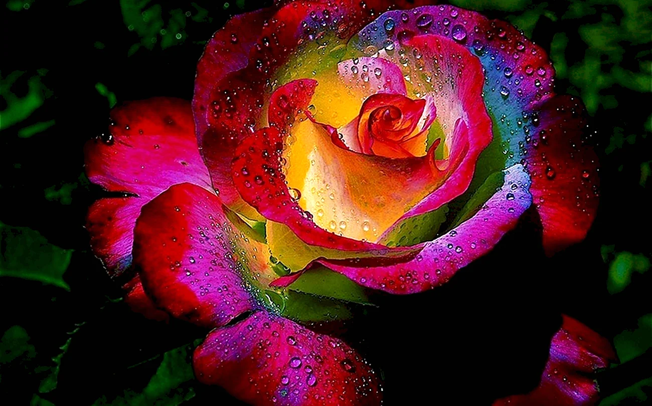 Радужные розы Пушкино