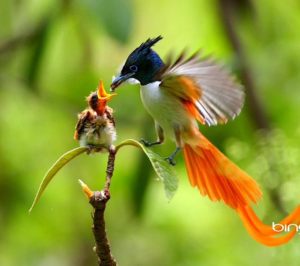 Райская мухоловка птица. Красивое животное