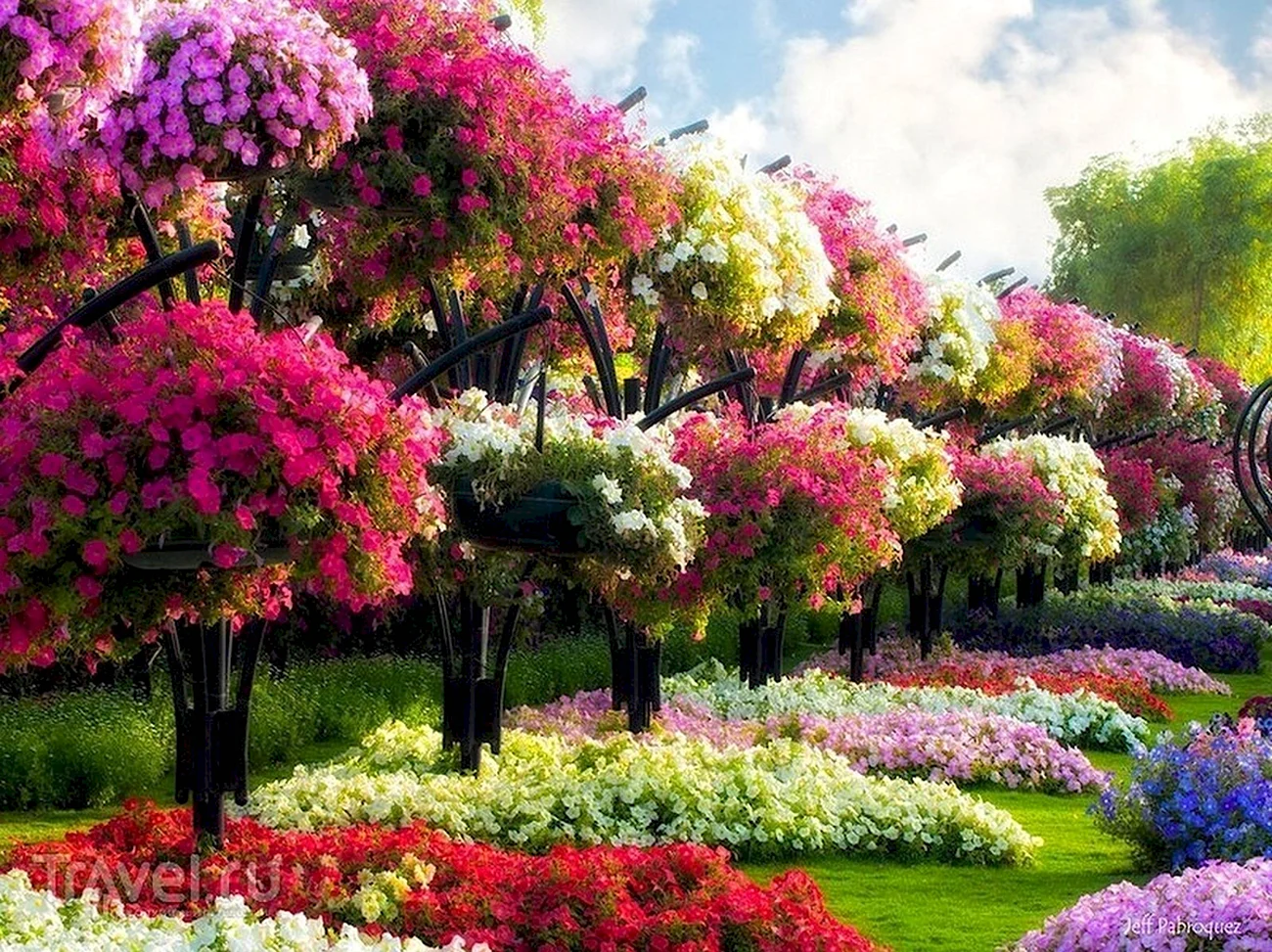 Райское дерево Цветущий куст. Красивая картинка