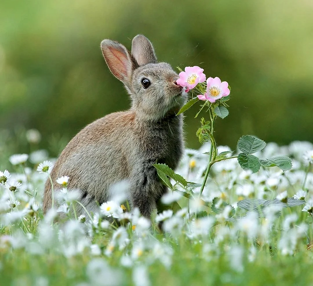 Ракитниковый заяц. Красивые картинки животных