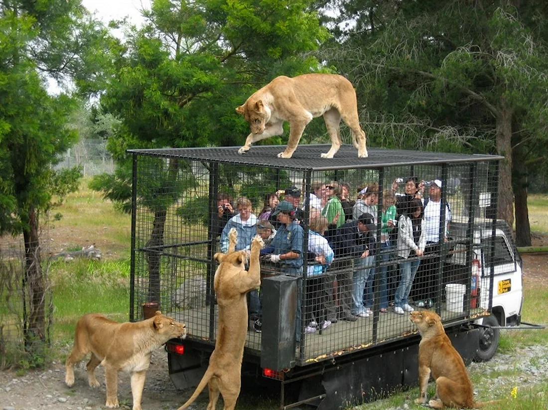 Ранкагуа Чили зоопарк. Анекдот в картинке