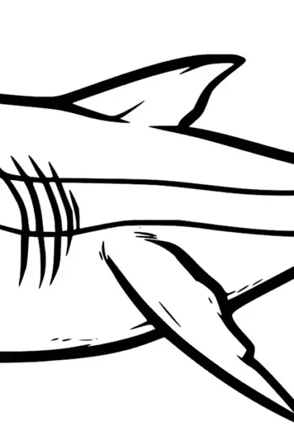 Раскраска акула МЕГАЛОДОН. Для срисовки