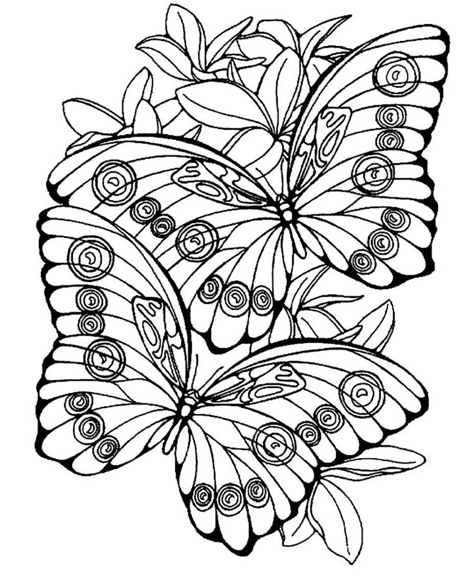 Раскраска бабочки. Красивая картинка