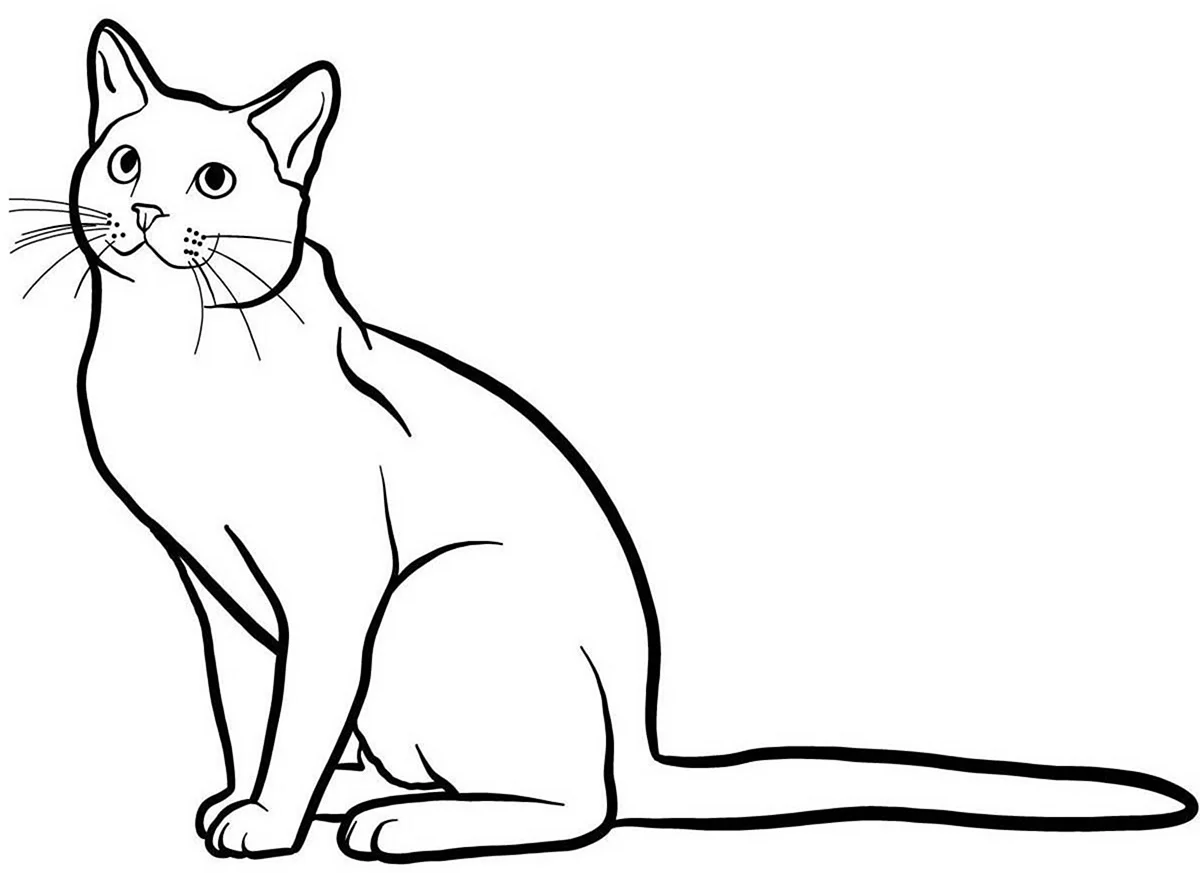Раскраска британский кот. Для срисовки